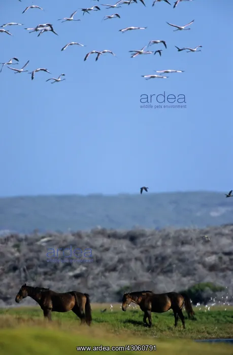: Horses and Flamingoes in flight Cape Agulhas South Africa : Horses and Flamingoes in flight Cape Agulhas South Africa