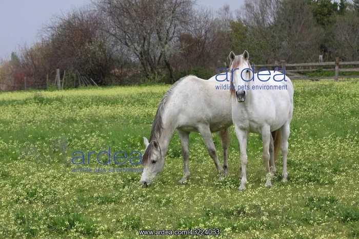 : Horses in a flowered turnip meadow in Camargue - France : Horses in a flowered turnip meadow in Camargue - France