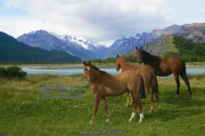 : Horses graze on meadow by glacier water : Horses graze on meadow by glacier water