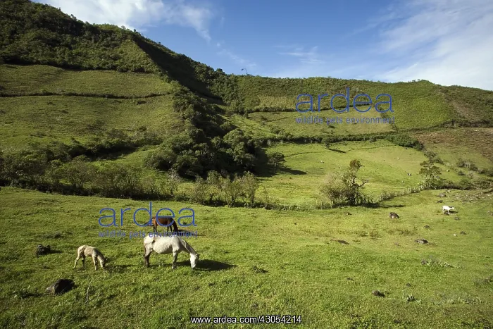 : Horses grazing at high altitude Province of Imbabura : Horses grazing at high altitude Province of Imbabura