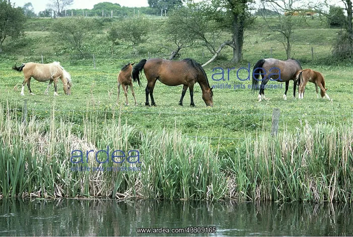 : HORSES -Grazing, by river : HORSES -Grazing, by river