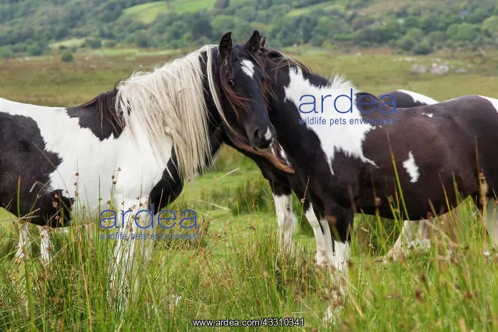 : Horses grazing on the roadside, Cork, Ireland, Europe : Horses grazing on the roadside, Cork, Ireland, Europe