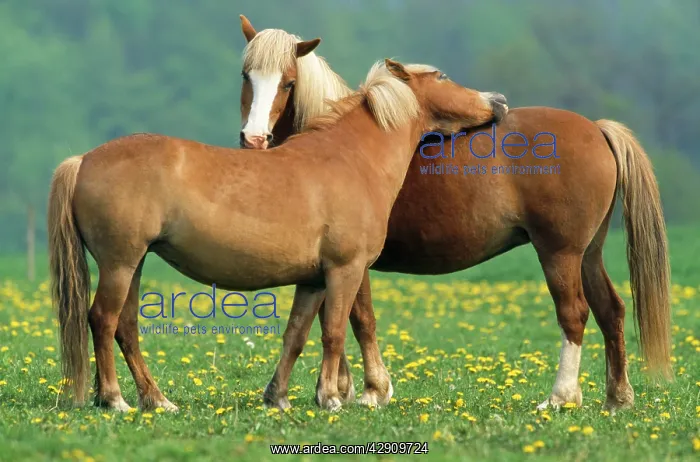 : HORSES - Haflinger, two grooming : HORSES - Haflinger, two grooming