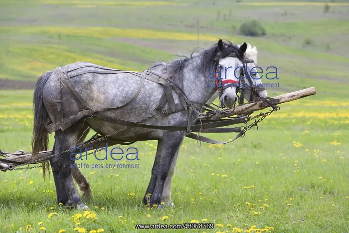 : Horses harnessed to work in fields Romania : Horses harnessed to work in fields Romania