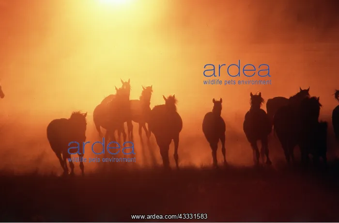 : HORSES - herd at sunset : HORSES - herd at sunset
