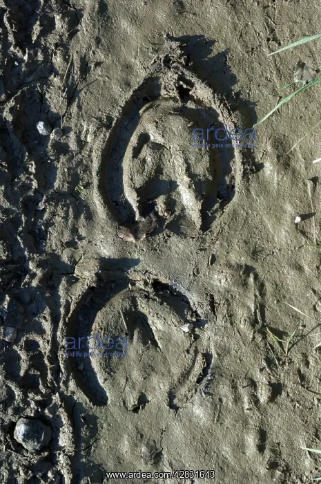 : Horse's Hoof - Imprint in the mud : Horse's Hoof - Imprint in the mud
