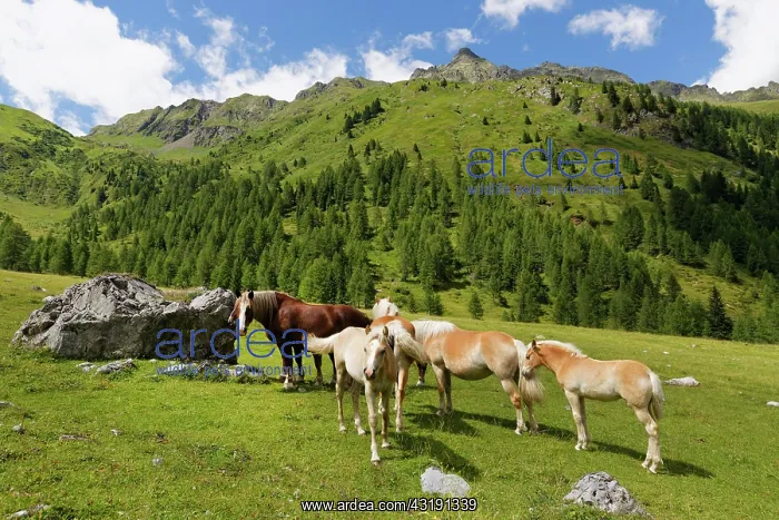 : Horses on Ingridalm mountain pasture, Carnic Alps : Horses on Ingridalm mountain pasture, Carnic Alps