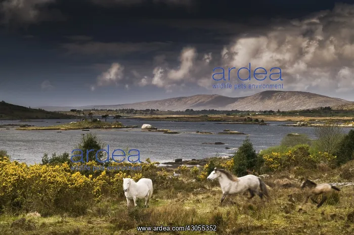 : Horses and irish landscape Connemara county Galway Ireland : Horses and irish landscape Connemara county Galway Ireland