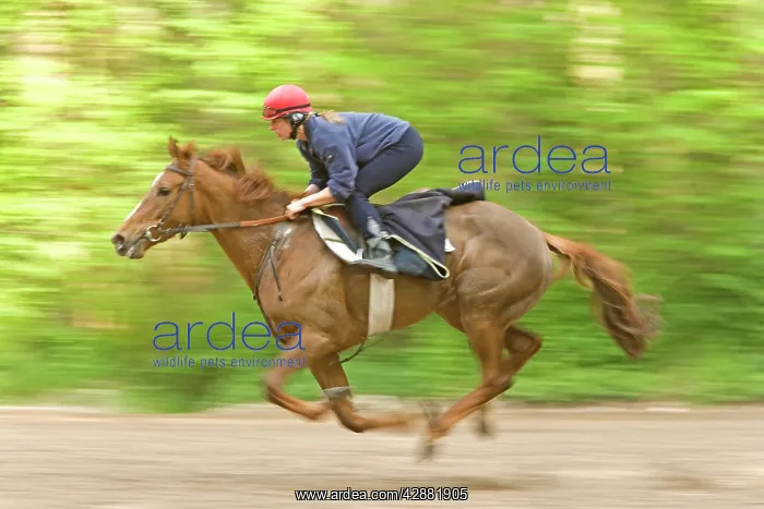 : Horses - & jockey galloping : Horses - & jockey galloping