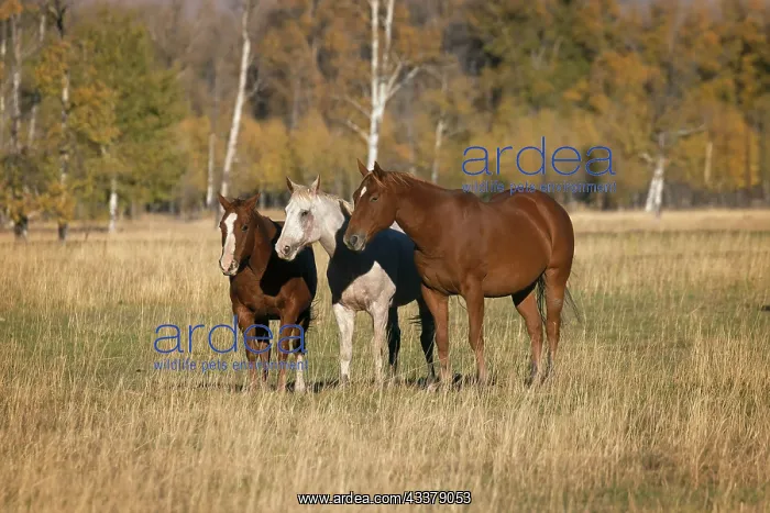: Horses just outside, Grand Teton National Park, Wyoming : Horses just outside, Grand Teton National Park, Wyoming