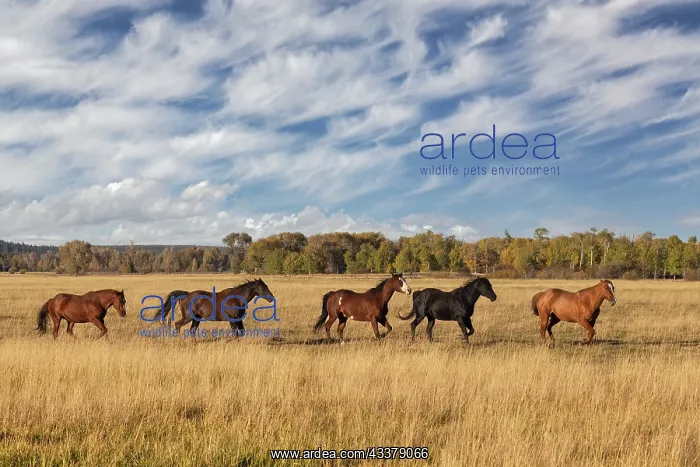 : Horses just outside, Grand Teton National Park, Wyoming : Horses just outside, Grand Teton National Park, Wyoming