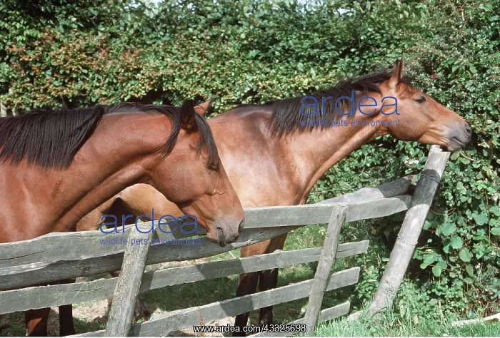 : Horses - Leaning over fence : Horses - Leaning over fence