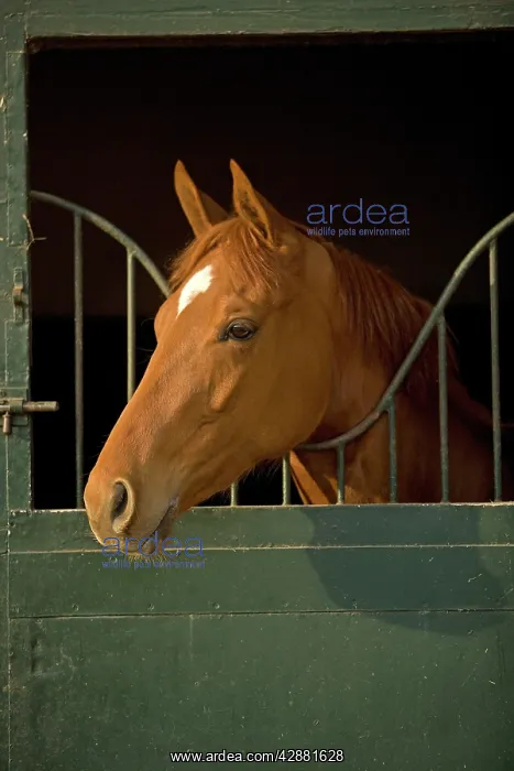 : Horses - looking over stable door : Horses - looking over stable door