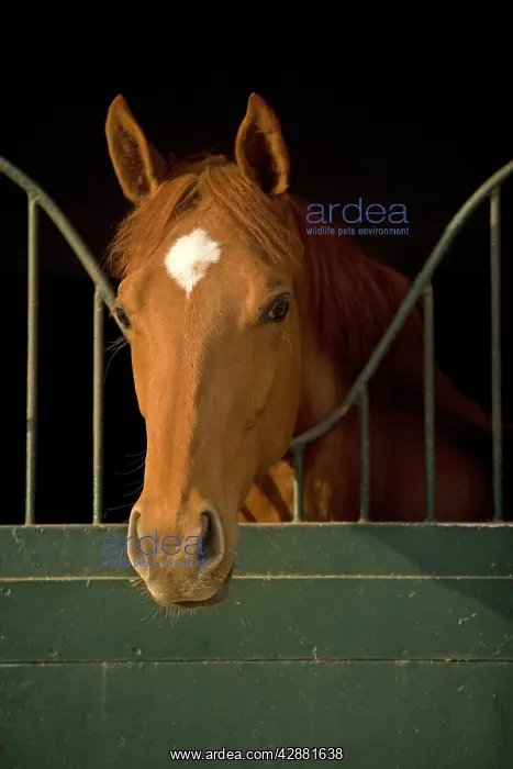 : Horses - looking over stable door : Horses - looking over stable door
