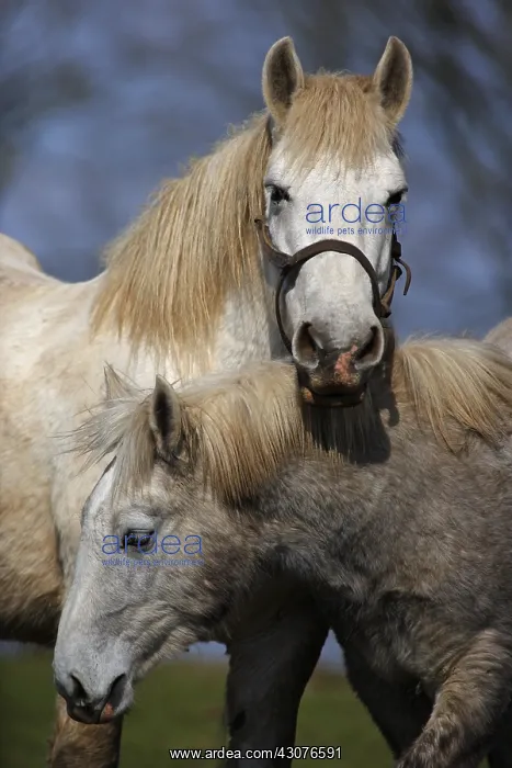 : Two horses against one another Manche : Two horses against one another Manche