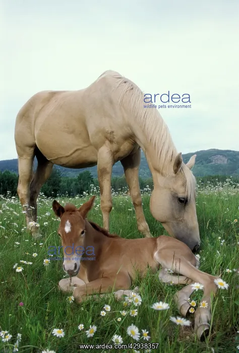 : Horses - Mare and Foal at pasture in daisy field : Horses - Mare and Foal at pasture in daisy field