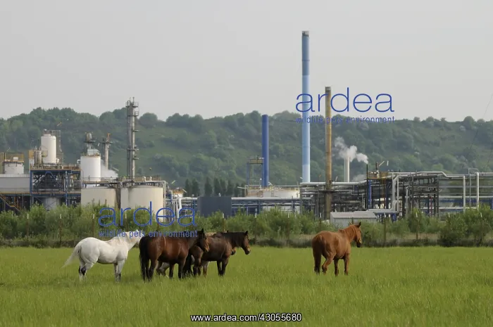 : Horses in a meadow bordered by manufactures Le Havre : Horses in a meadow bordered by manufactures Le Havre