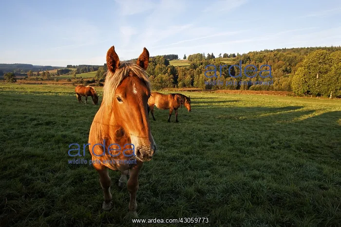 : Horses in meadow Parc Naturel Regional de Millevaches France : Horses in meadow Parc Naturel Regional de Millevaches France