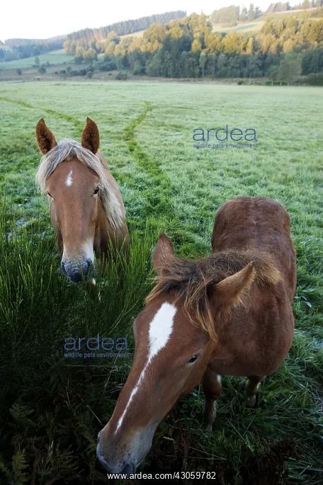 : Horses in meadow Parc Naturel Regional de Millevaches France : Horses in meadow Parc Naturel Regional de Millevaches France