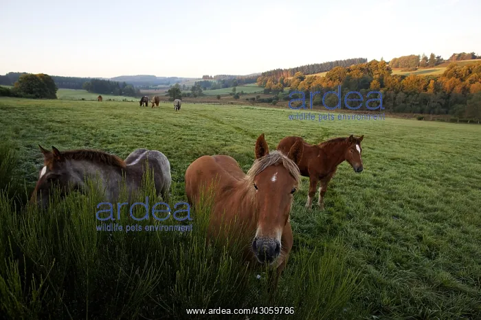 : Horses in meadow Parc Naturel Regional de Millevaches France : Horses in meadow Parc Naturel Regional de Millevaches France
