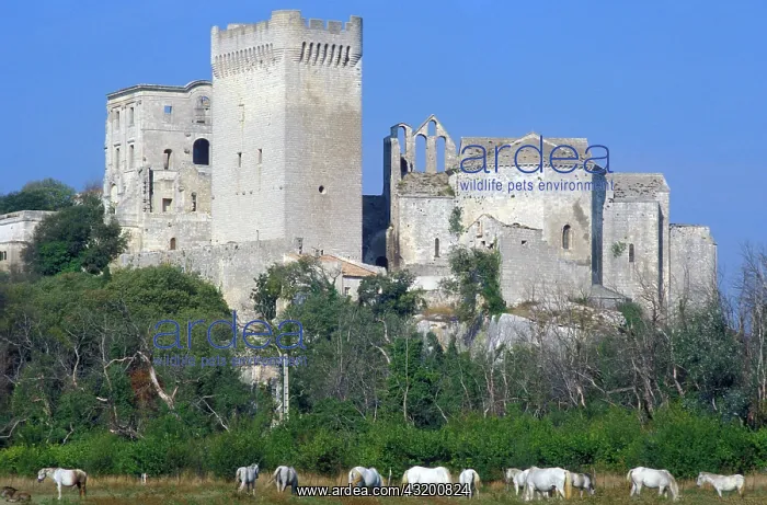 : Horses, Montmajour Monastery, Provence, France : Horses, Montmajour Monastery, Provence, France