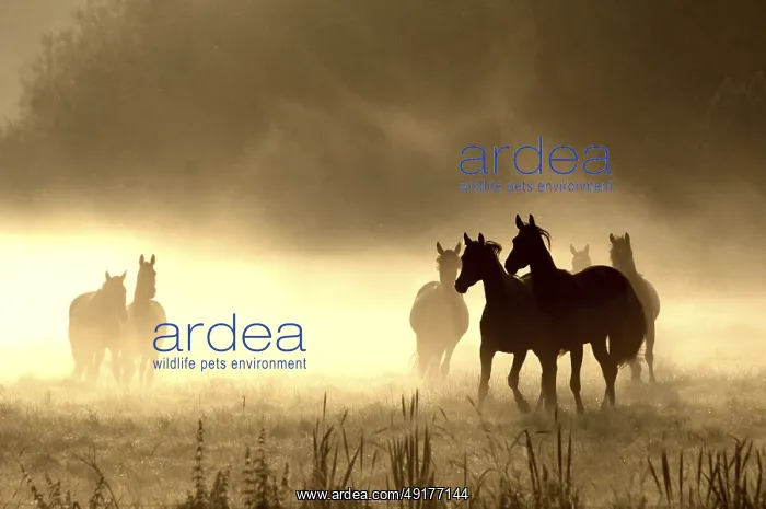 : Horses in the morning fog, backlight : Horses in the morning fog, backlight
