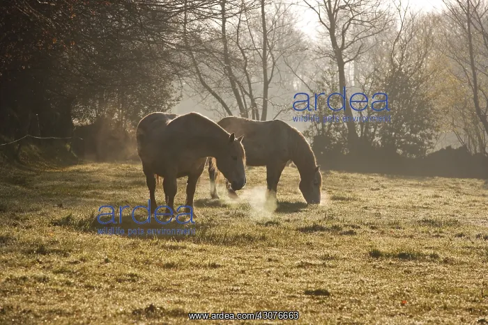 : Horses in the morning frost Saint Barthelemy Manche : Horses in the morning frost Saint Barthelemy Manche