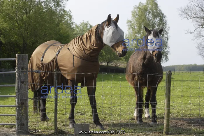 : Horses with mosquito nets over their eyes Netherlands : Horses with mosquito nets over their eyes Netherlands