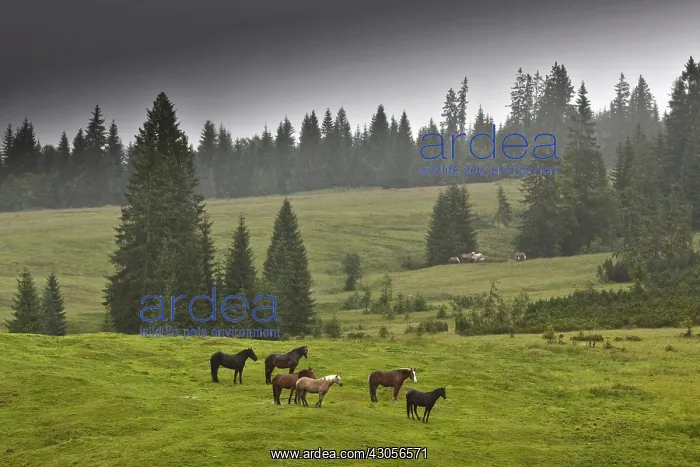 : Horses in a mountain meadow in the mist Bavaria : Horses in a mountain meadow in the mist Bavaria