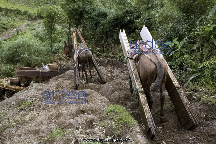  : Horses and Mules carrying planks of wood Ecuador
