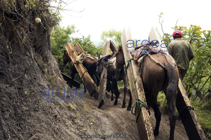 : Horses and Mules carrying wood planks Ecuador : Horses and Mules carrying wood planks Ecuador