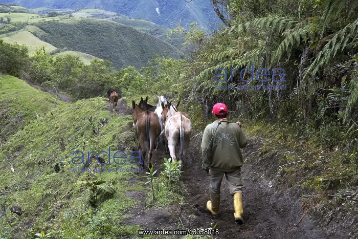 : Horses and Mules used for transport in altitude Ecuador : Horses and Mules used for transport in altitude Ecuador