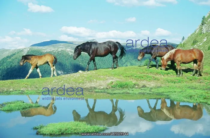 : Horses - near mountains & pond : Horses - near mountains & pond