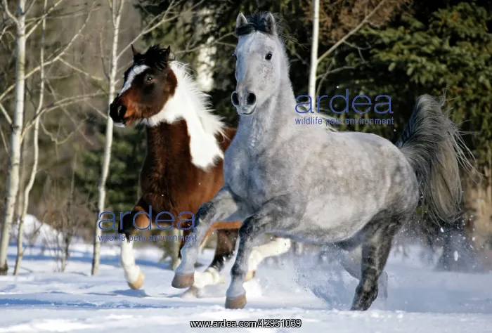 : Horses - Paint Gelding and Arabian gray dapple : Horses - Paint Gelding and Arabian gray dapple