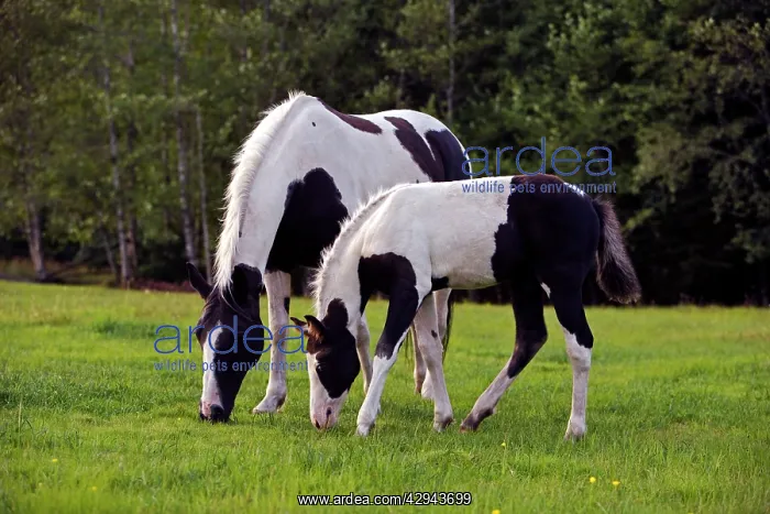 : Horses - Paint Mare with Colt grazing together at pasture : Horses - Paint Mare with Colt grazing together at pasture