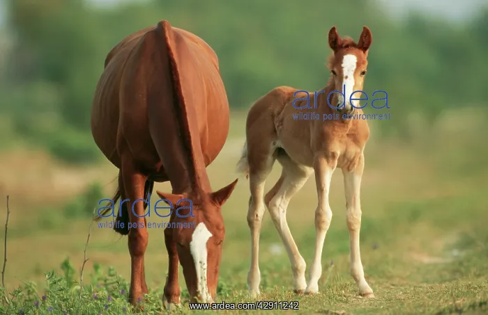 : HORSES - Paso Peruano, mare and foal : HORSES - Paso Peruano, mare and foal