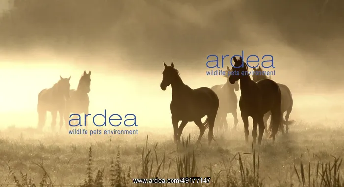 : Horses on pasture, backlight, morning fog : Horses on pasture, backlight, morning fog