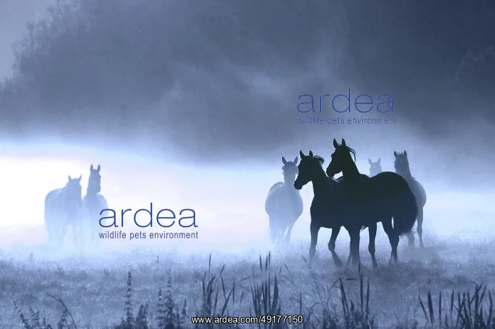: Horses on pasture, backlight, morning fog : Horses on pasture, backlight, morning fog