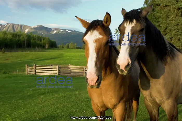 : Horses in pasture, British Columbia : Horses in pasture, British Columbia