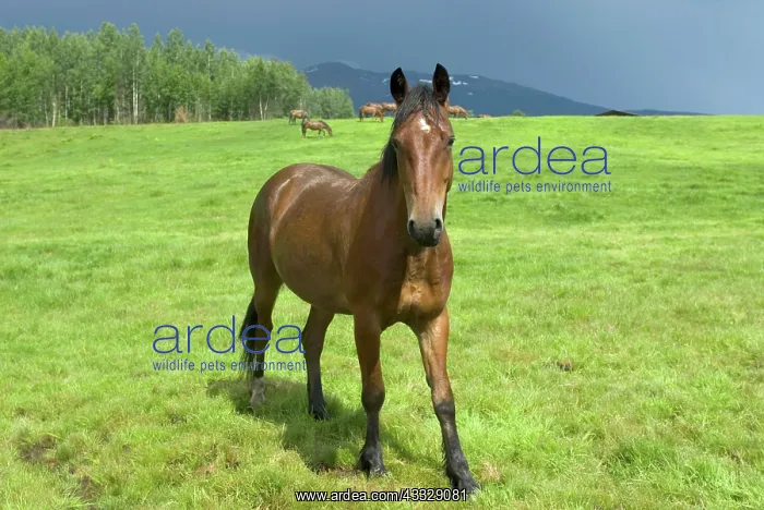 : Horses in pasture, British Columbia : Horses in pasture, British Columbia