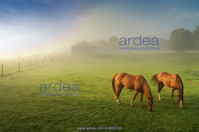 : Horses in pasture, Michigan : Horses in pasture, Michigan
