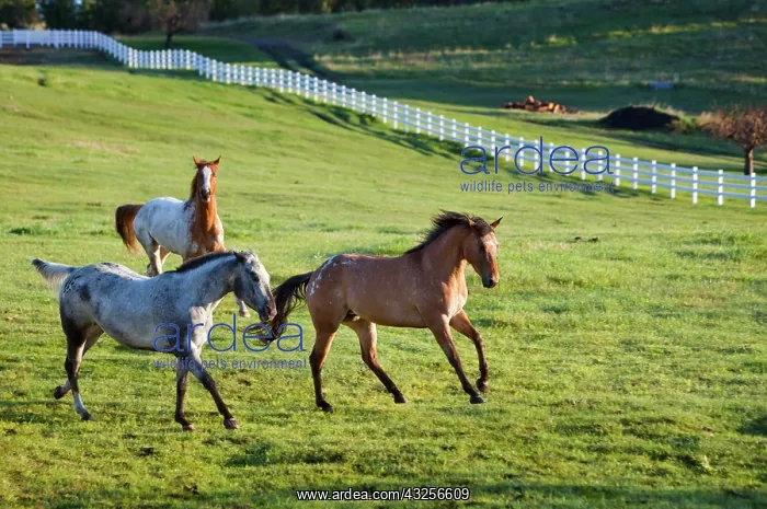 : Horses in pasture near Polson, Montana : Horses in pasture near Polson, Montana