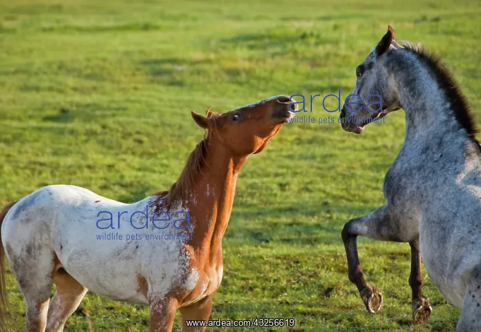 : Horses in pasture near Polson, Montana : Horses in pasture near Polson, Montana