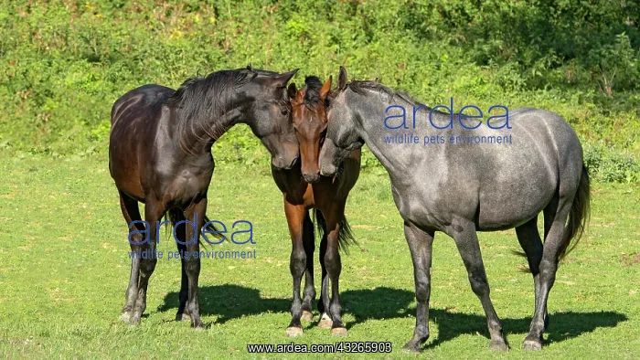  : Horses on pasture, young stallions, Hungary, Europe