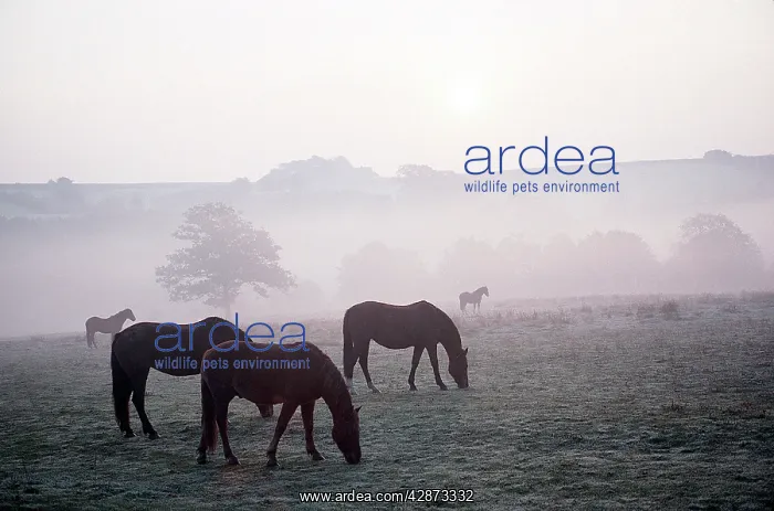  : HORSES - Ponies in mist, grazing