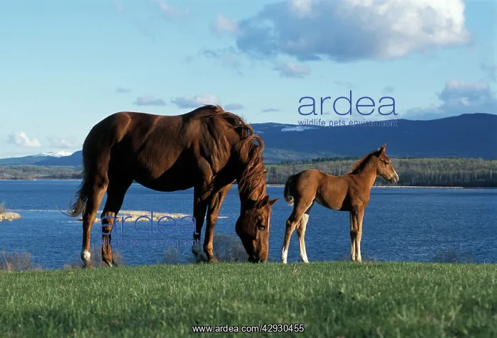 : HORSES - Quarterhorse. Mare and Foal together at : HORSES - Quarterhorse. Mare and Foal together at