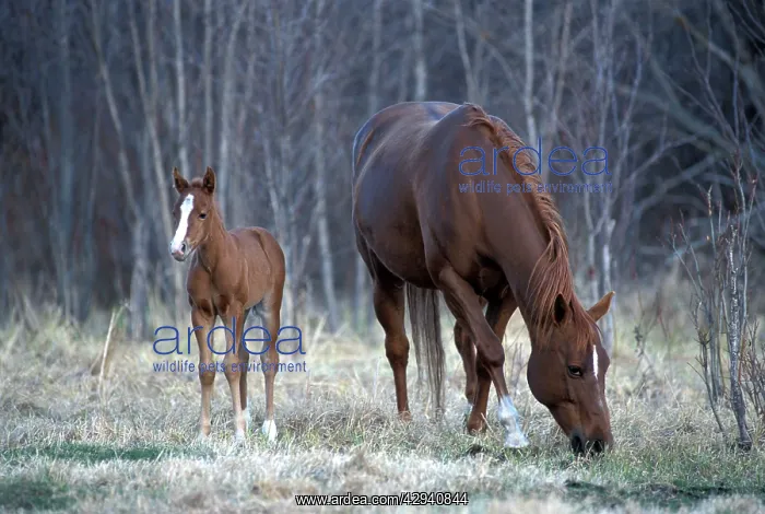 : HORSES - Quarterhorse. Mare and Foal : HORSES - Quarterhorse. Mare and Foal