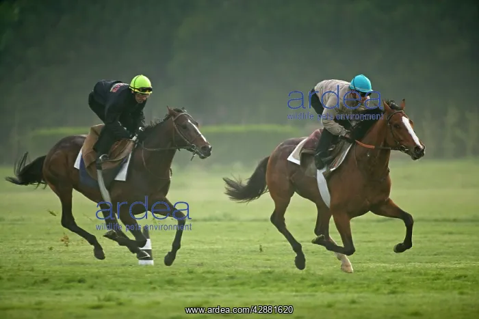 : Horses - two racing : Horses - two racing