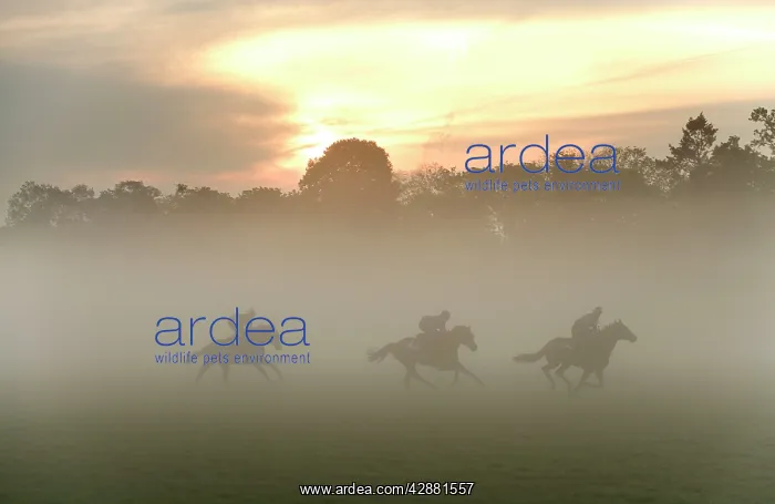  : Horses - three racing on misty morning