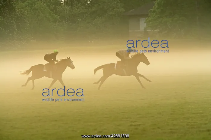 : Horses - two racing on misty morning